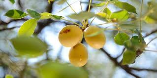 Marula Oil